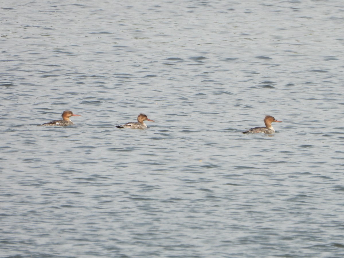 Red-breasted Merganser - ML618054299