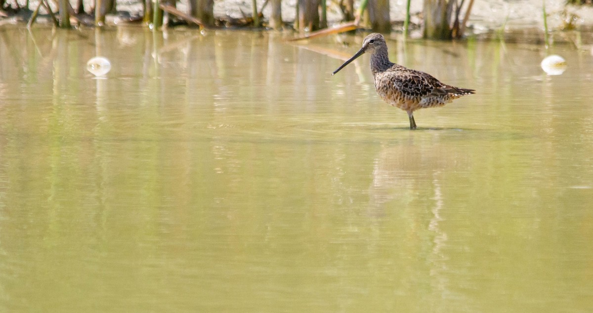 Long-billed Dowitcher - ML618054301