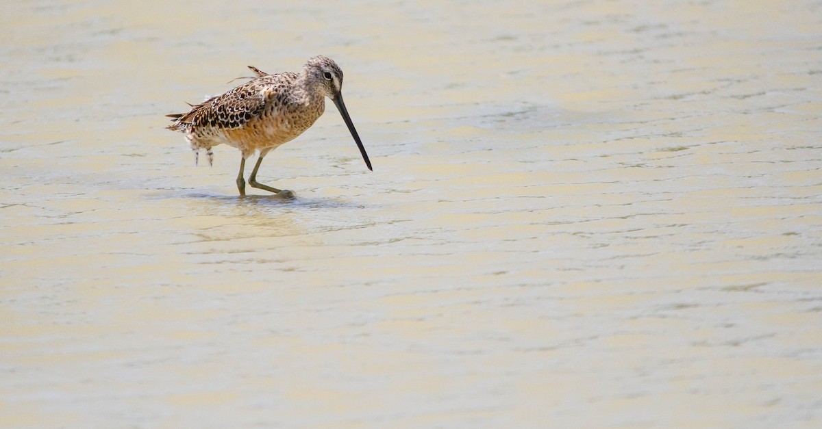 Long-billed Dowitcher - ML618054302