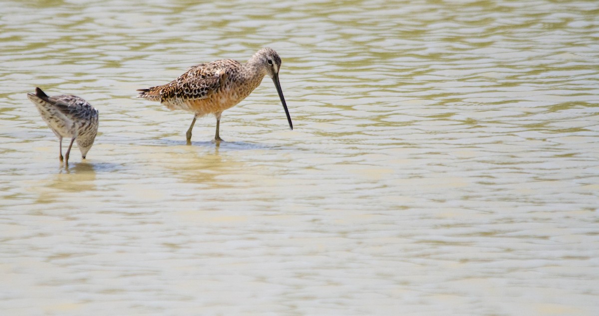 Long-billed Dowitcher - ML618054303