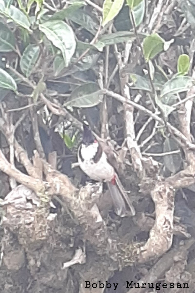 Red-whiskered Bulbul - ML618054317