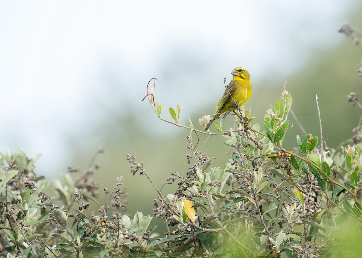 Brimstone Canary - Heyn de Kock