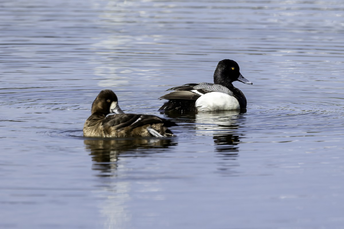 Lesser Scaup - ML618054338