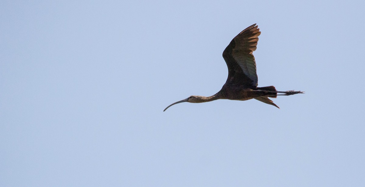 Ibis à face blanche - ML618054353