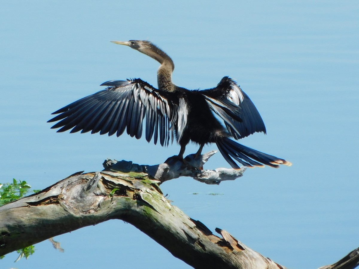 Anhinga - Deborah Moore🦩