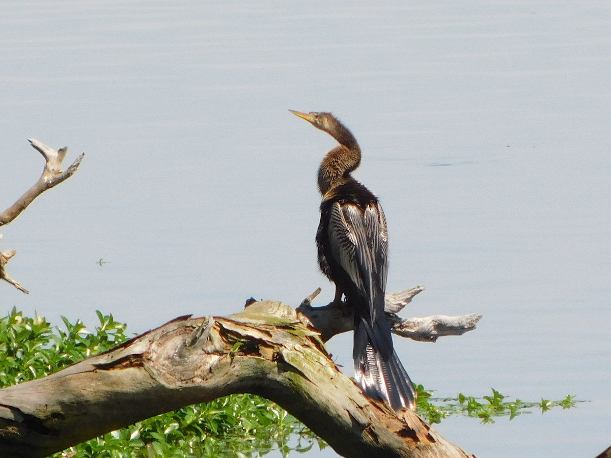 Anhinga - Deborah Moore🦩