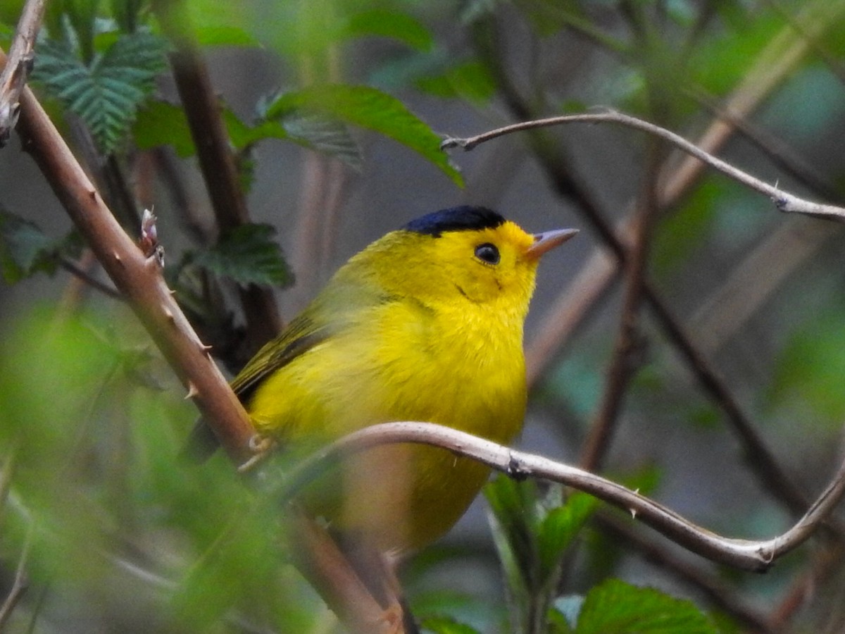 Wilson's Warbler - ML618054362