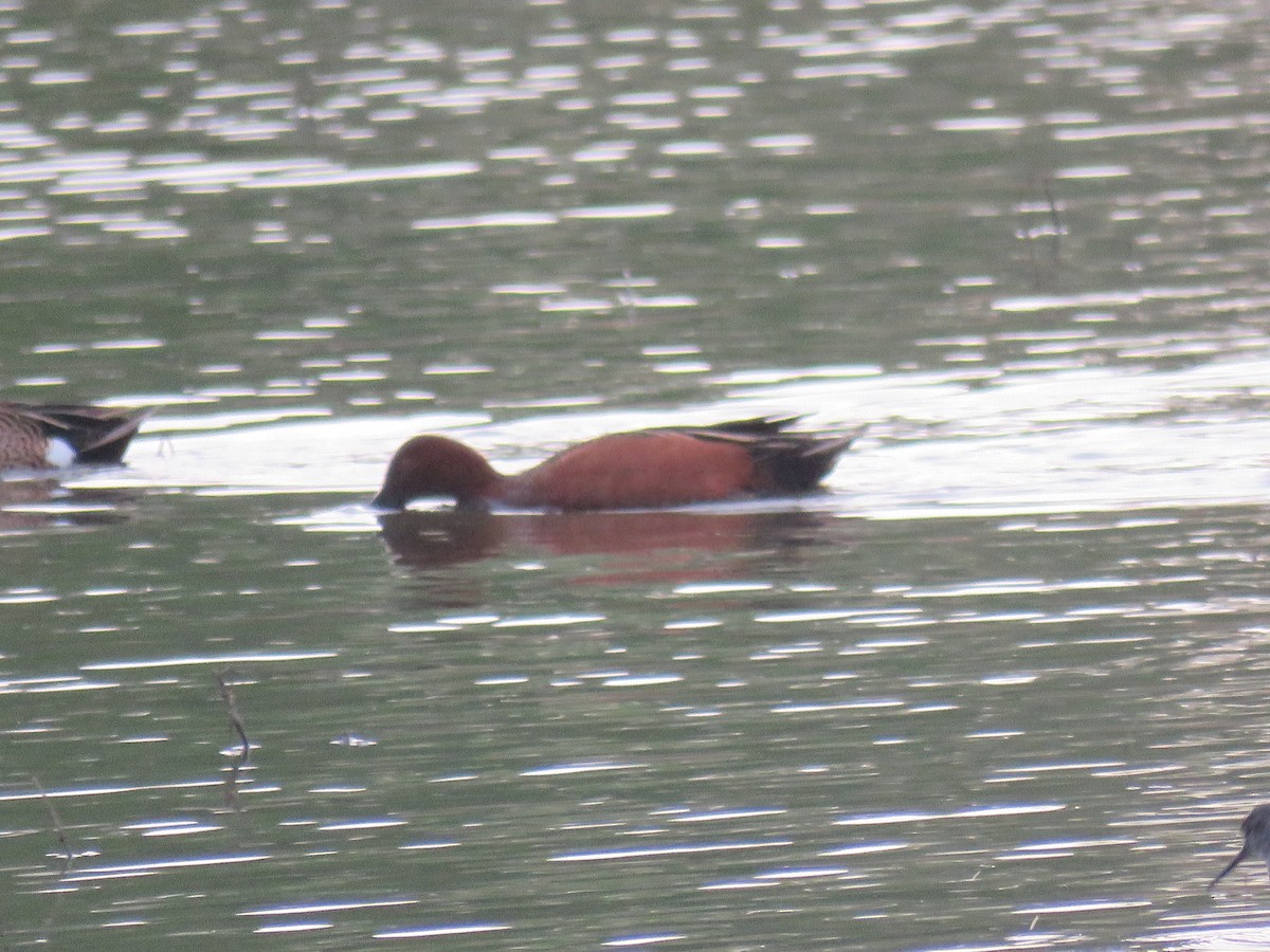 Cinnamon Teal - Gregg Friesen