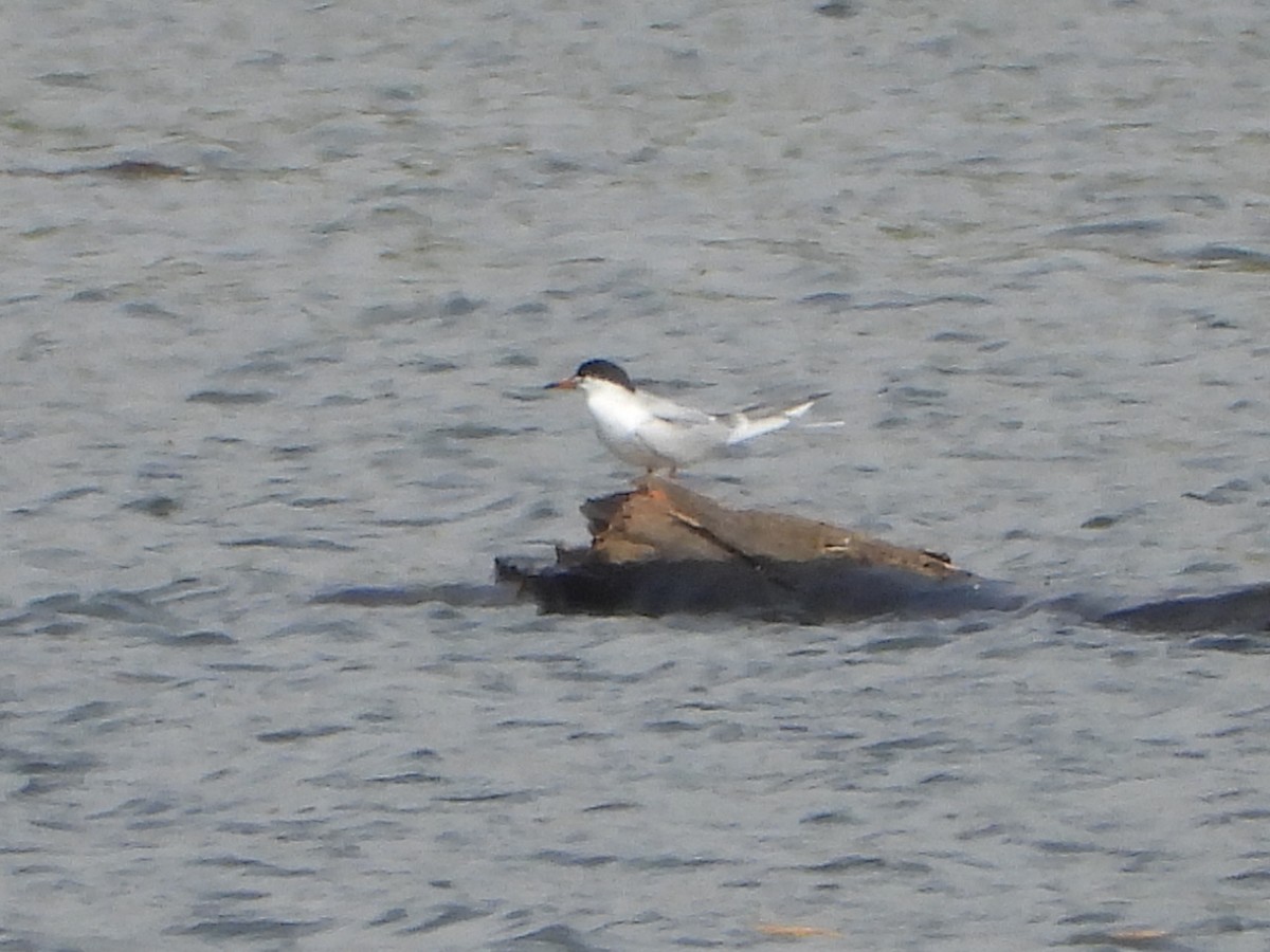 Forster's Tern - ML618054389