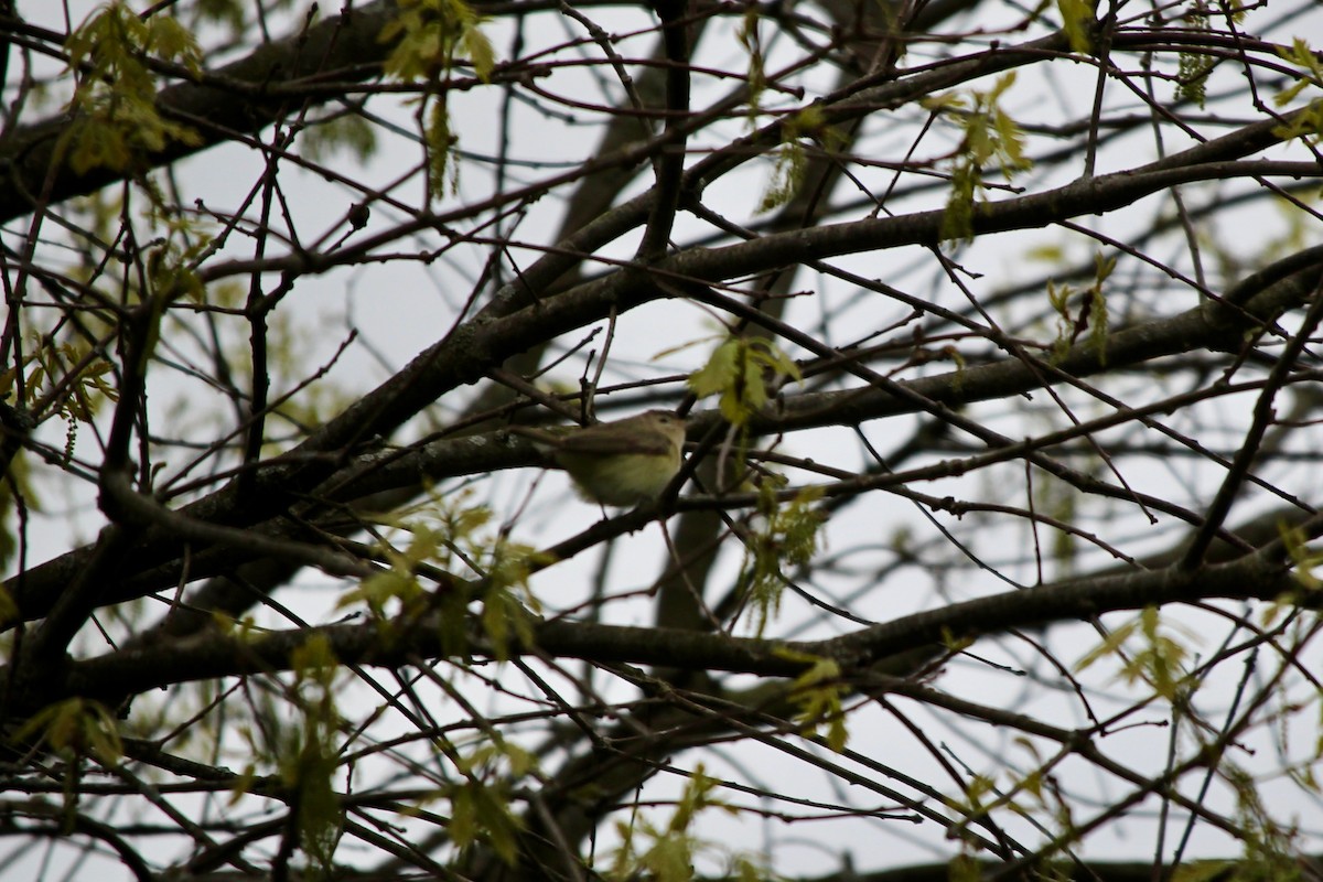 Warbling Vireo - ML618054402