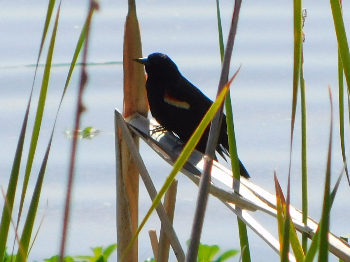 Red-winged Blackbird - Deborah Moore🦩