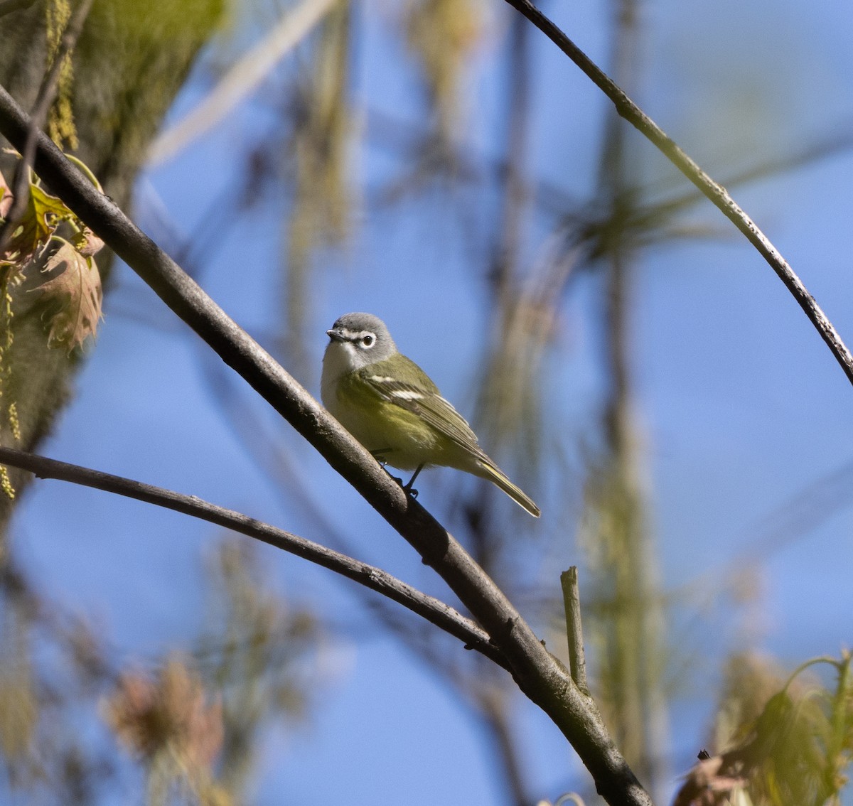 Blue-headed Vireo - ML618054416