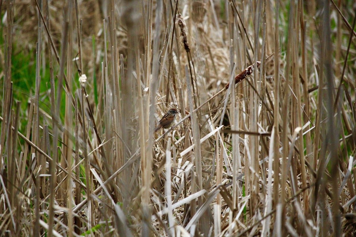 Swamp Sparrow - ML618054422