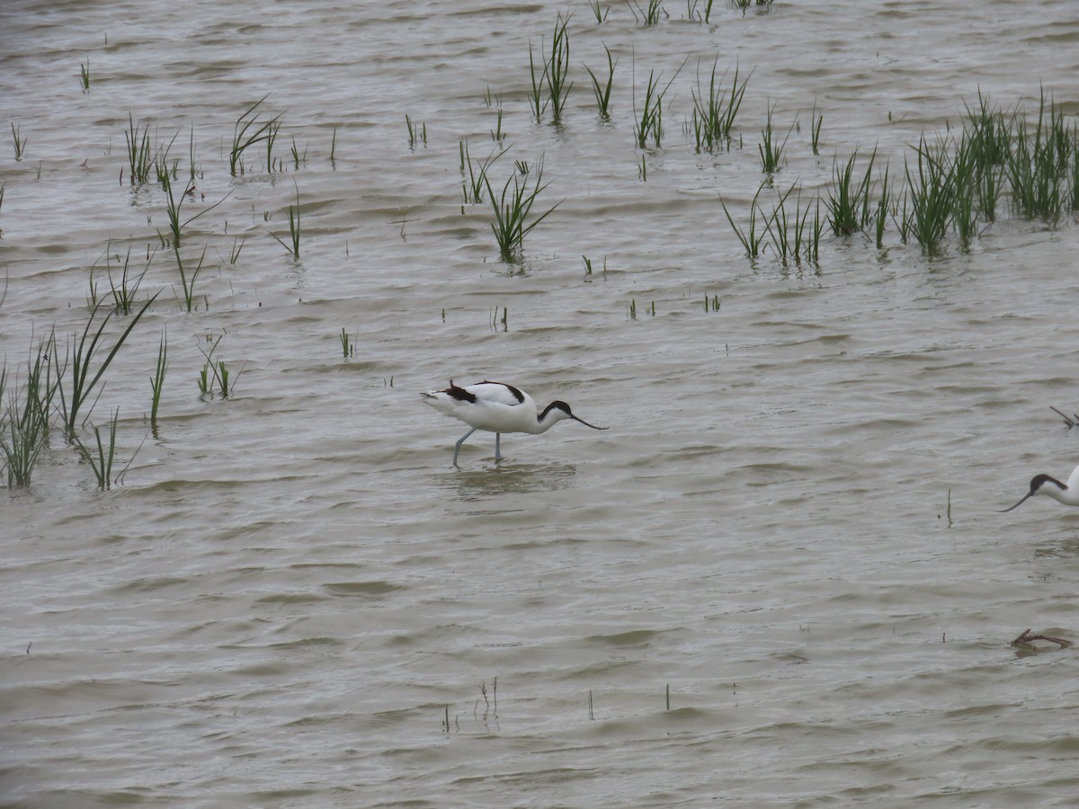 Pied Avocet - ML618054426