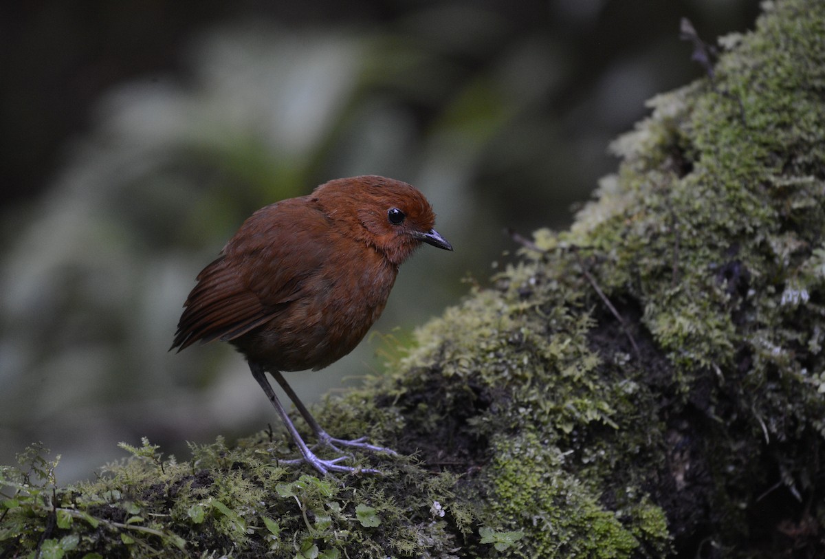 Chestnut Antpitta - ML618054435