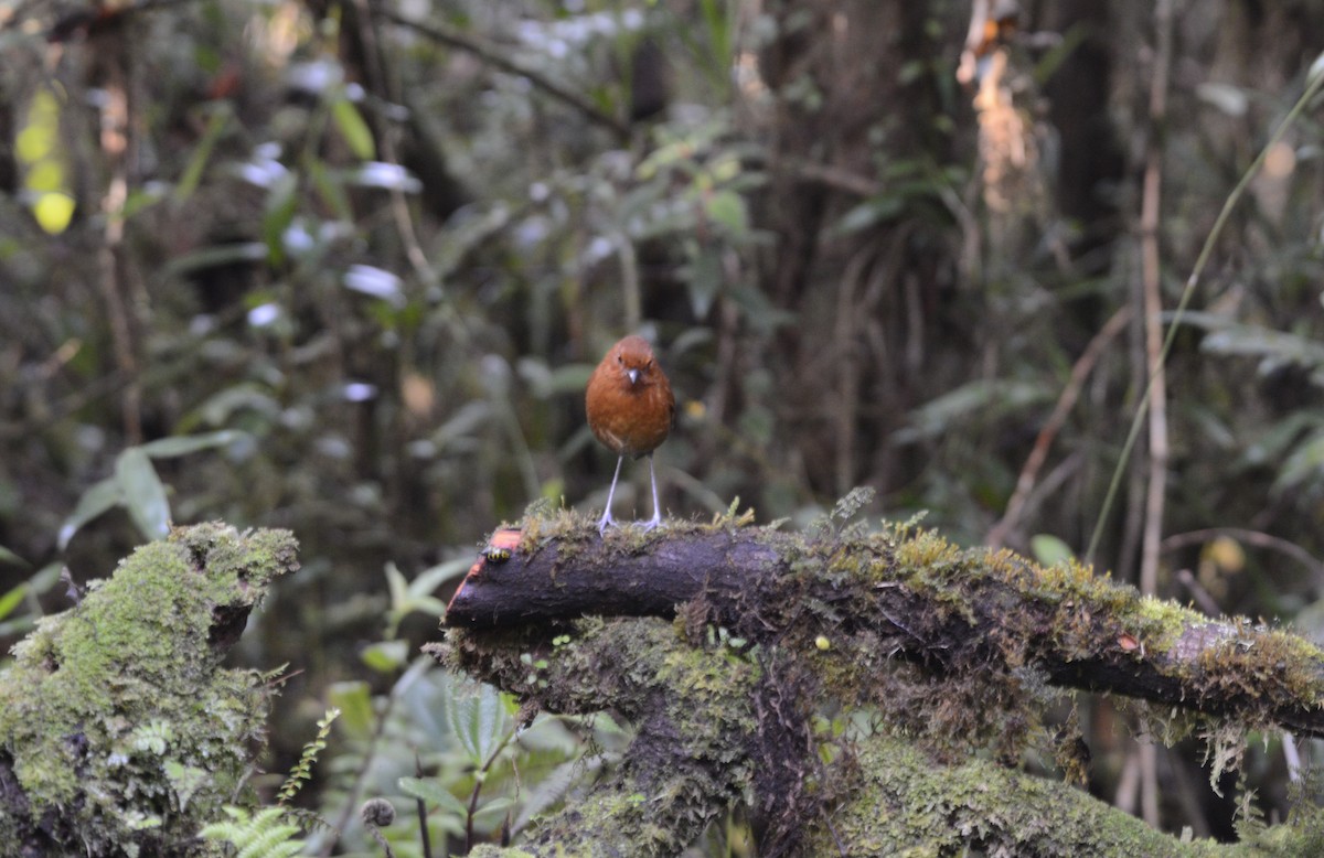 Chestnut Antpitta - Spencer Vanderhoof