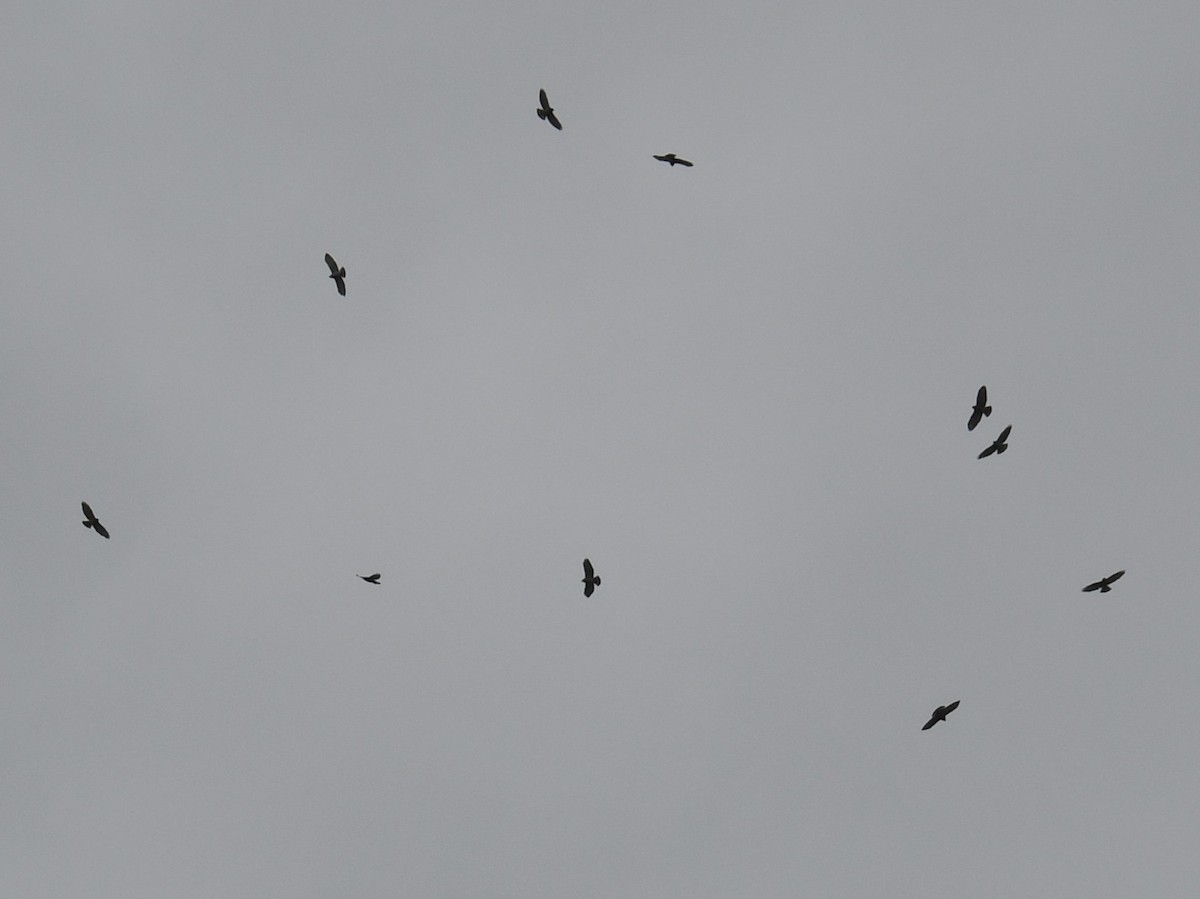 Broad-winged Hawk - Austin Rice