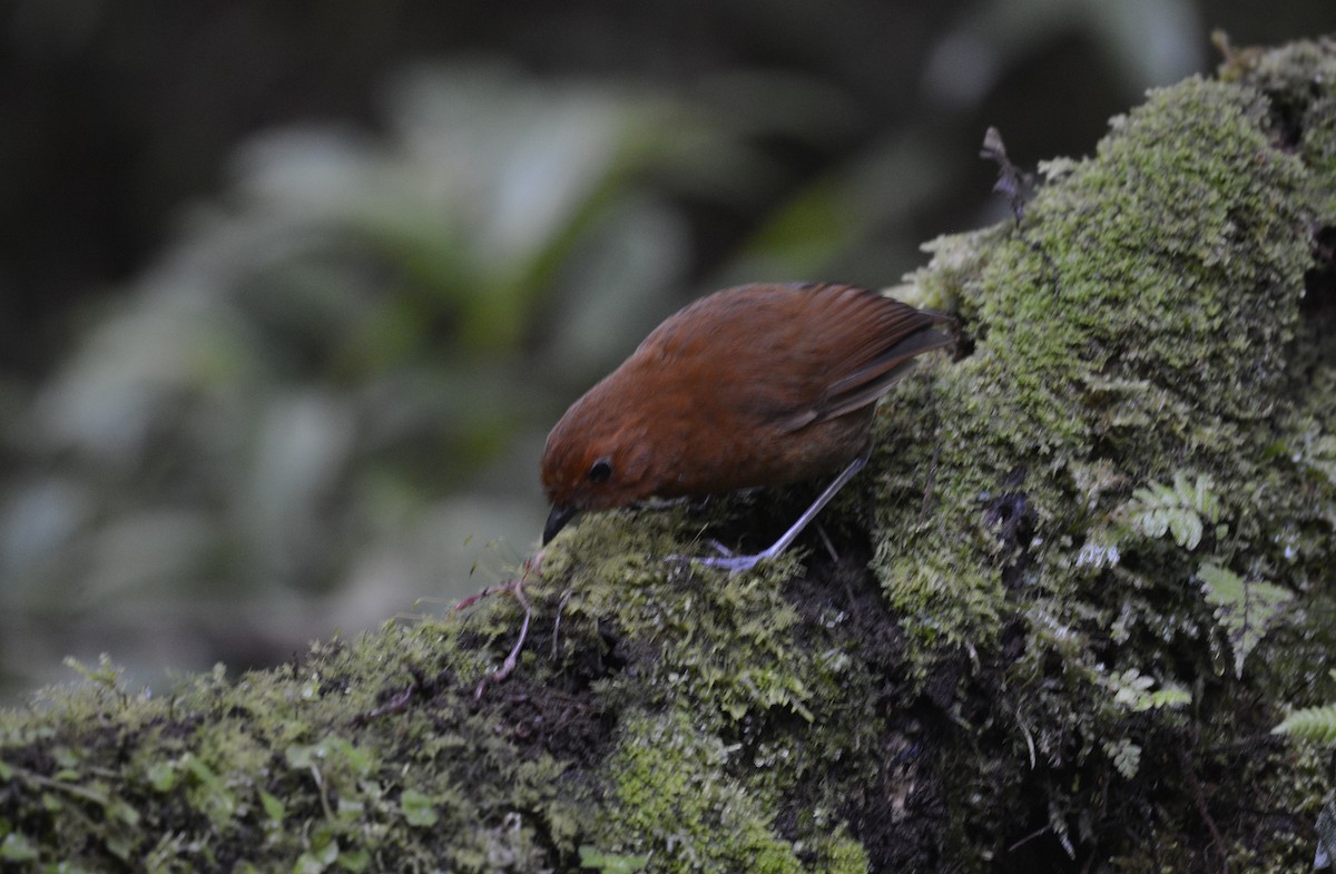 Chestnut Antpitta - ML618054456