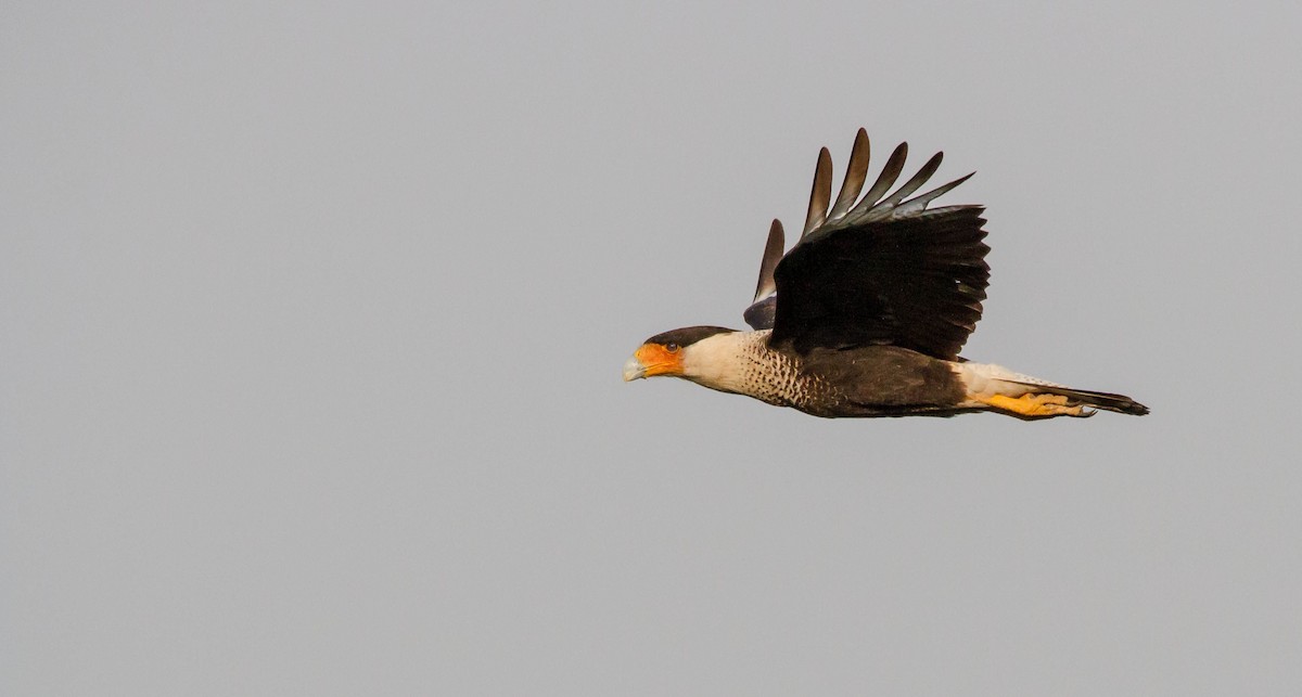 Crested Caracara - Nathan Tea