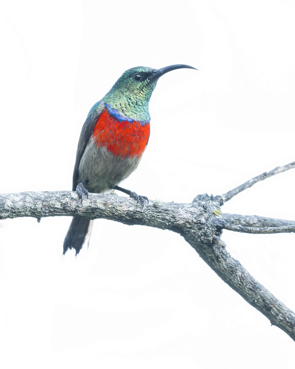 Greater Double-collared Sunbird - Heyn de Kock