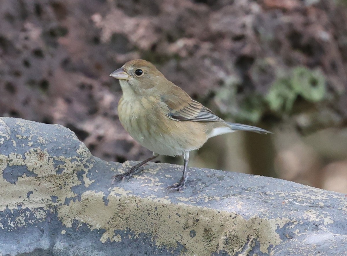 Indigo Bunting - Dawn Lloyd