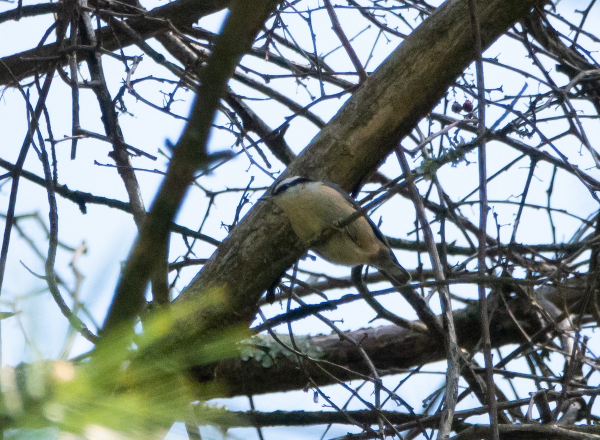 Red-breasted Nuthatch - ML618054494