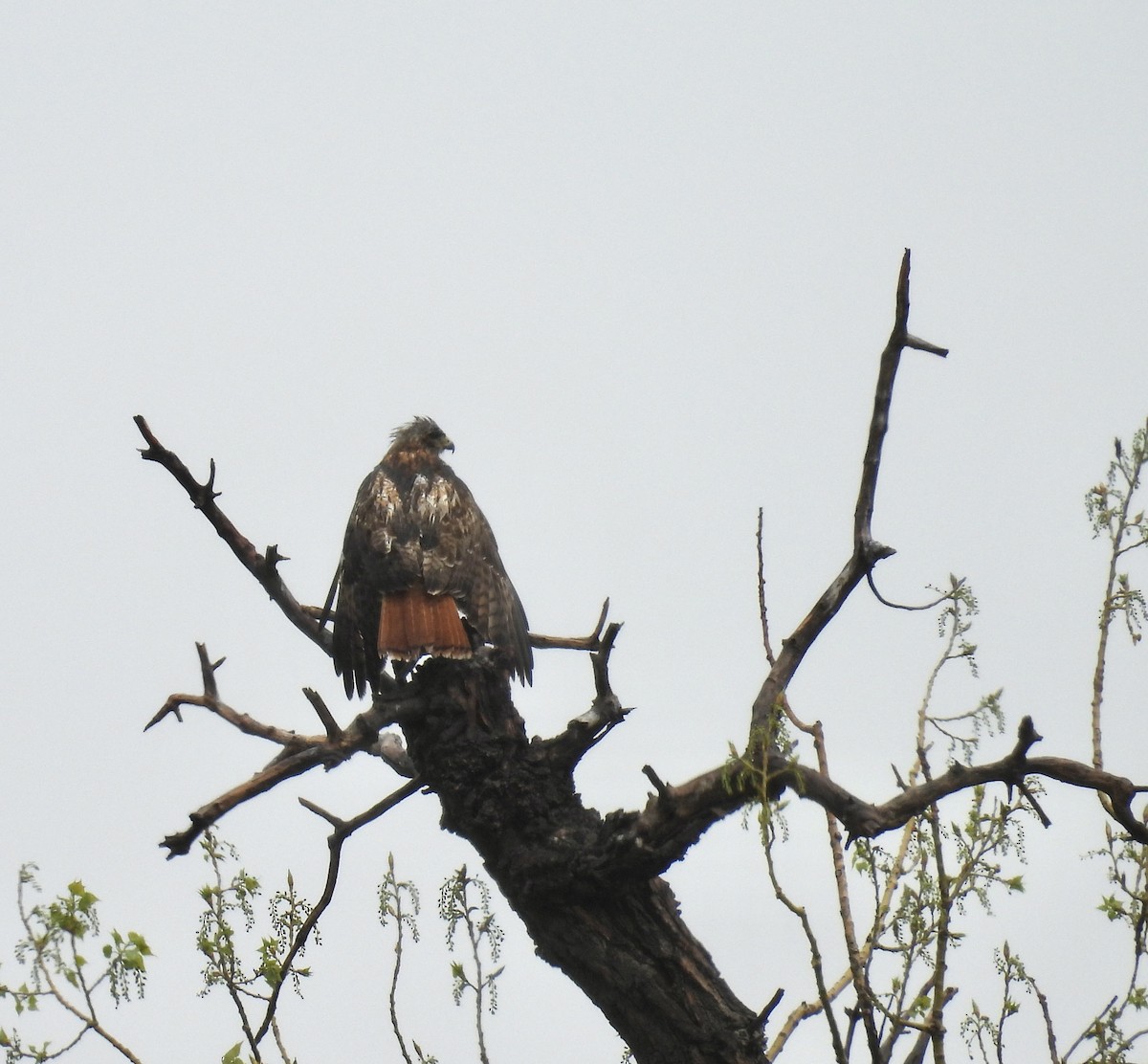 Red-tailed Hawk - ML618054512