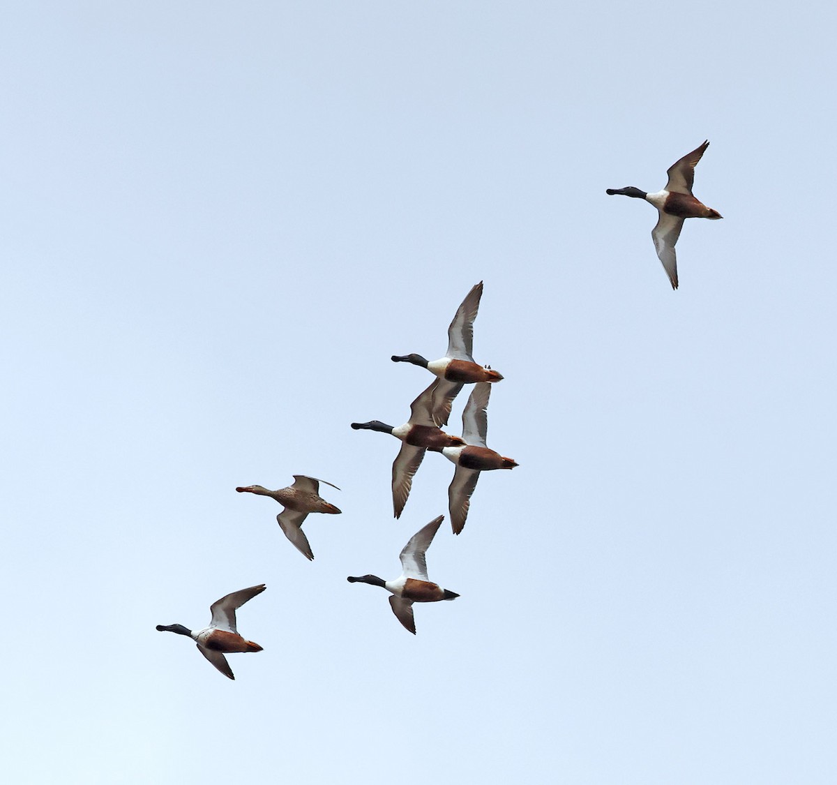 Northern Shoveler - Michael Smith