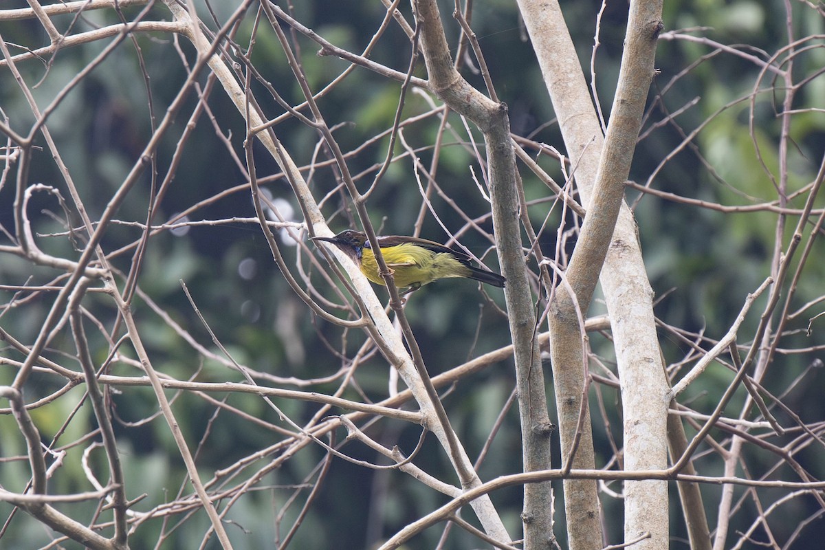 Brown-throated Sunbird - ML618054526