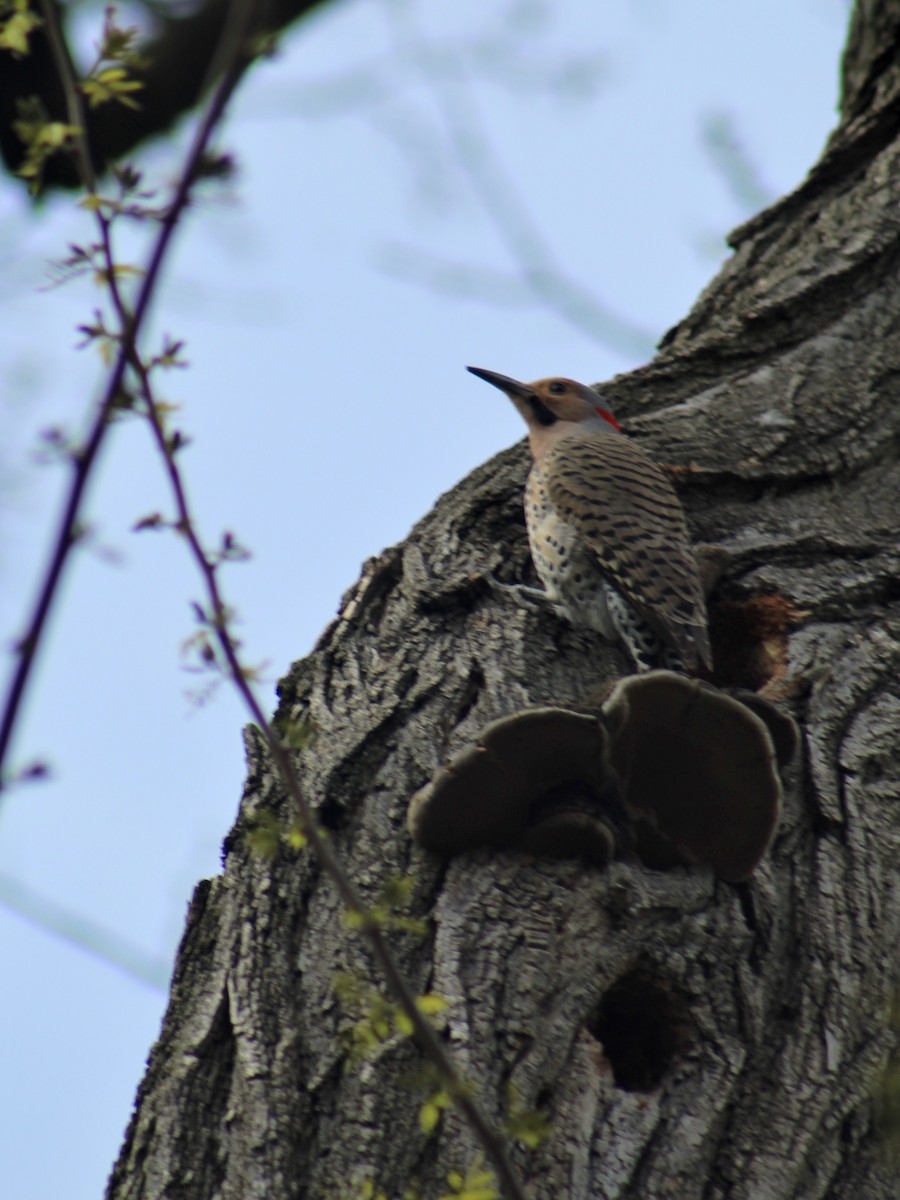 Northern Flicker - ML618054532