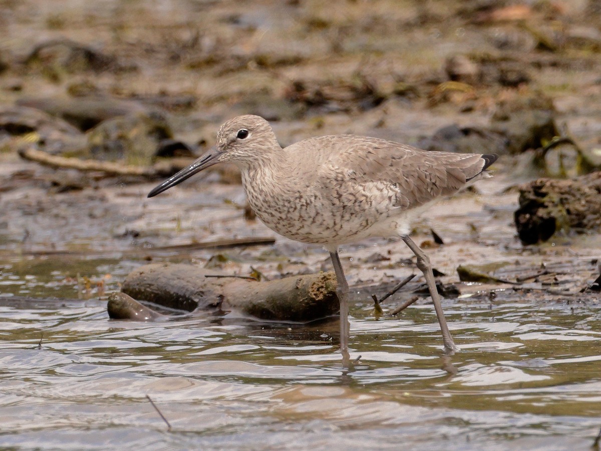 Willet - Michael Brown