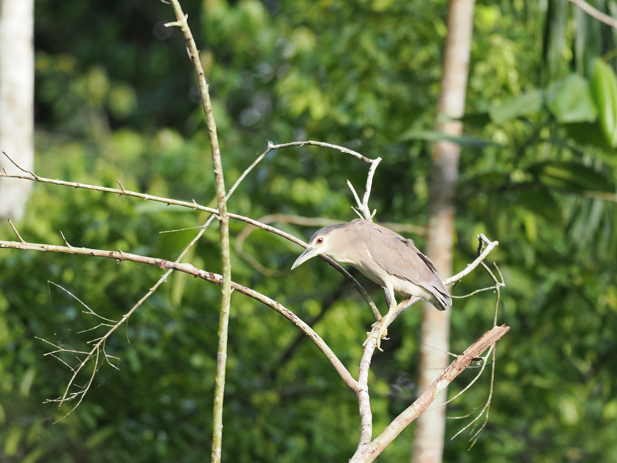 Black-crowned Night Heron - Ben Wilcox