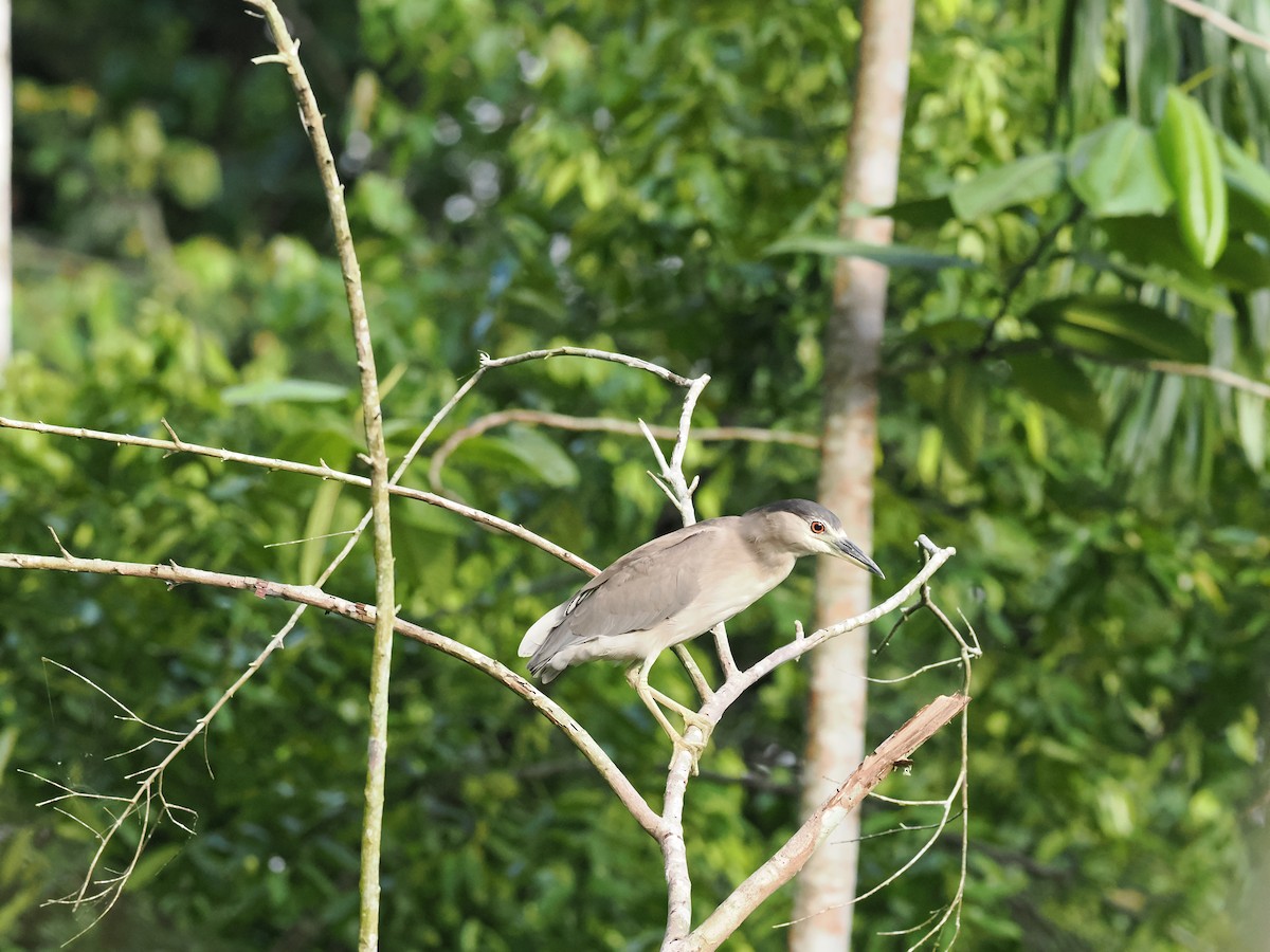 Black-crowned Night Heron - ML618054554