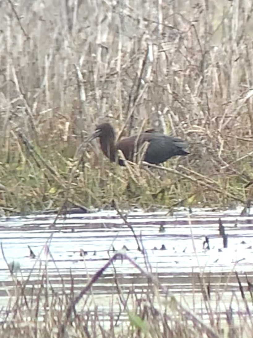 Glossy Ibis - Travis Mahan