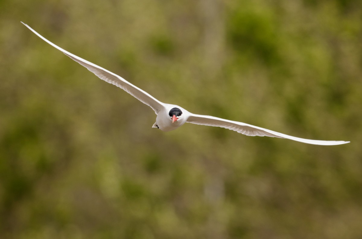 Caspian Tern - ML618054579