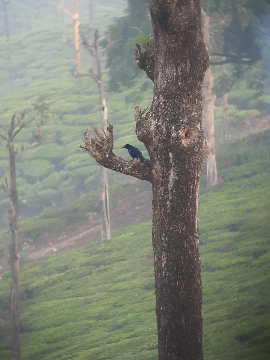 Malabar Whistling-Thrush - ML618054597