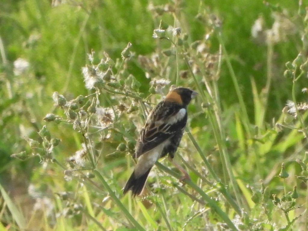 Bobolink - ML618054598