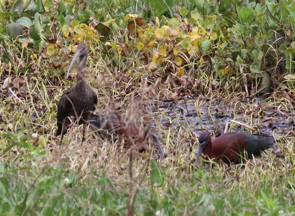 White-faced Ibis - ML618054599