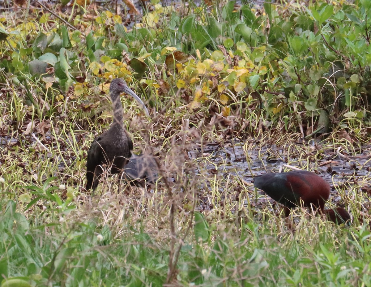 White-faced Ibis - ML618054605