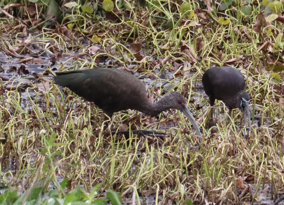 White-faced Ibis - ML618054624