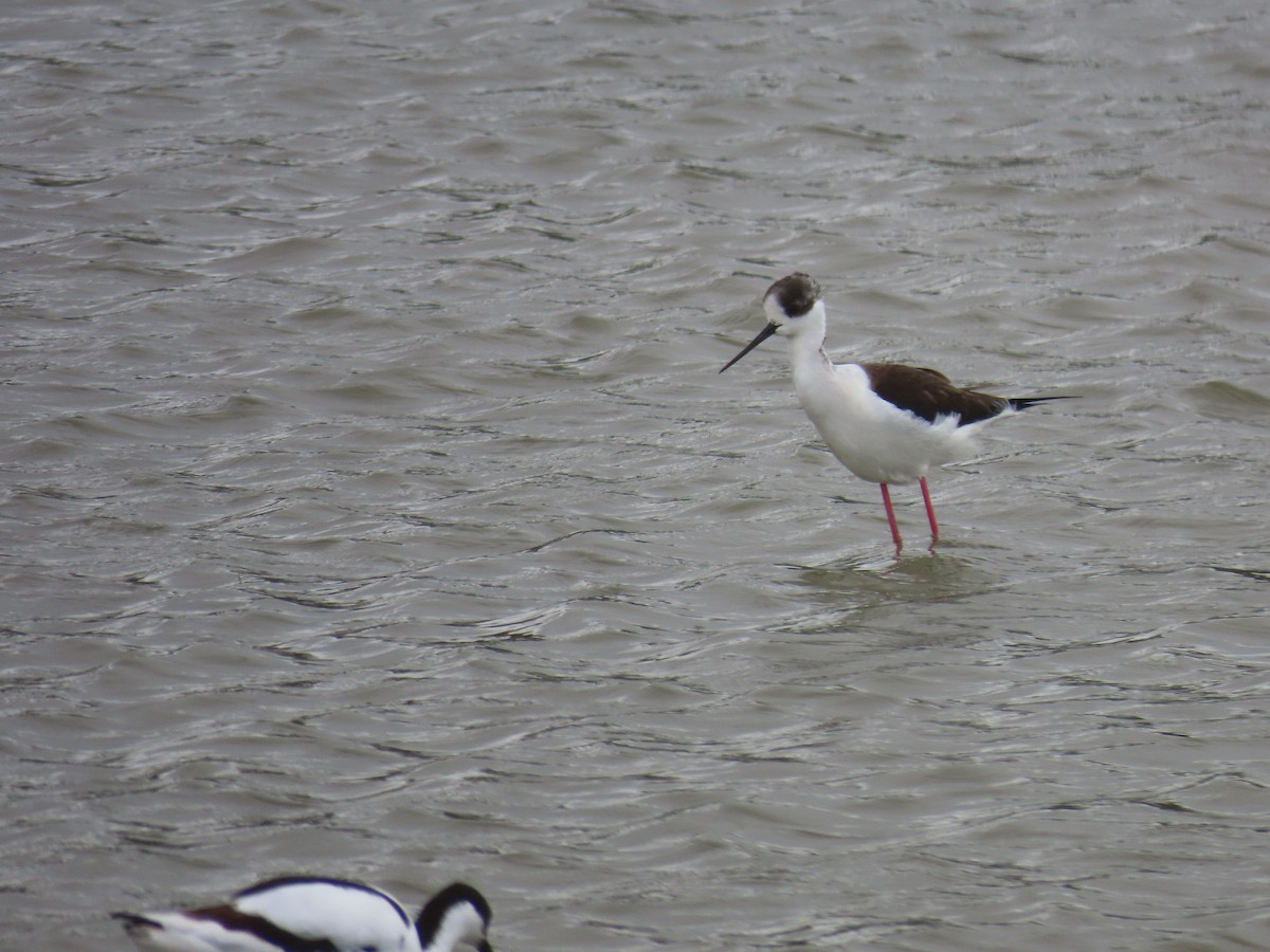 Black-winged Stilt - ML618054644