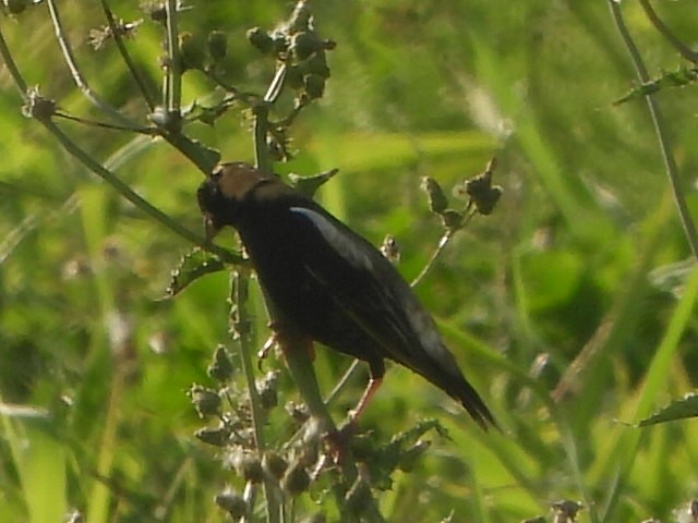 Bobolink - ML618054647