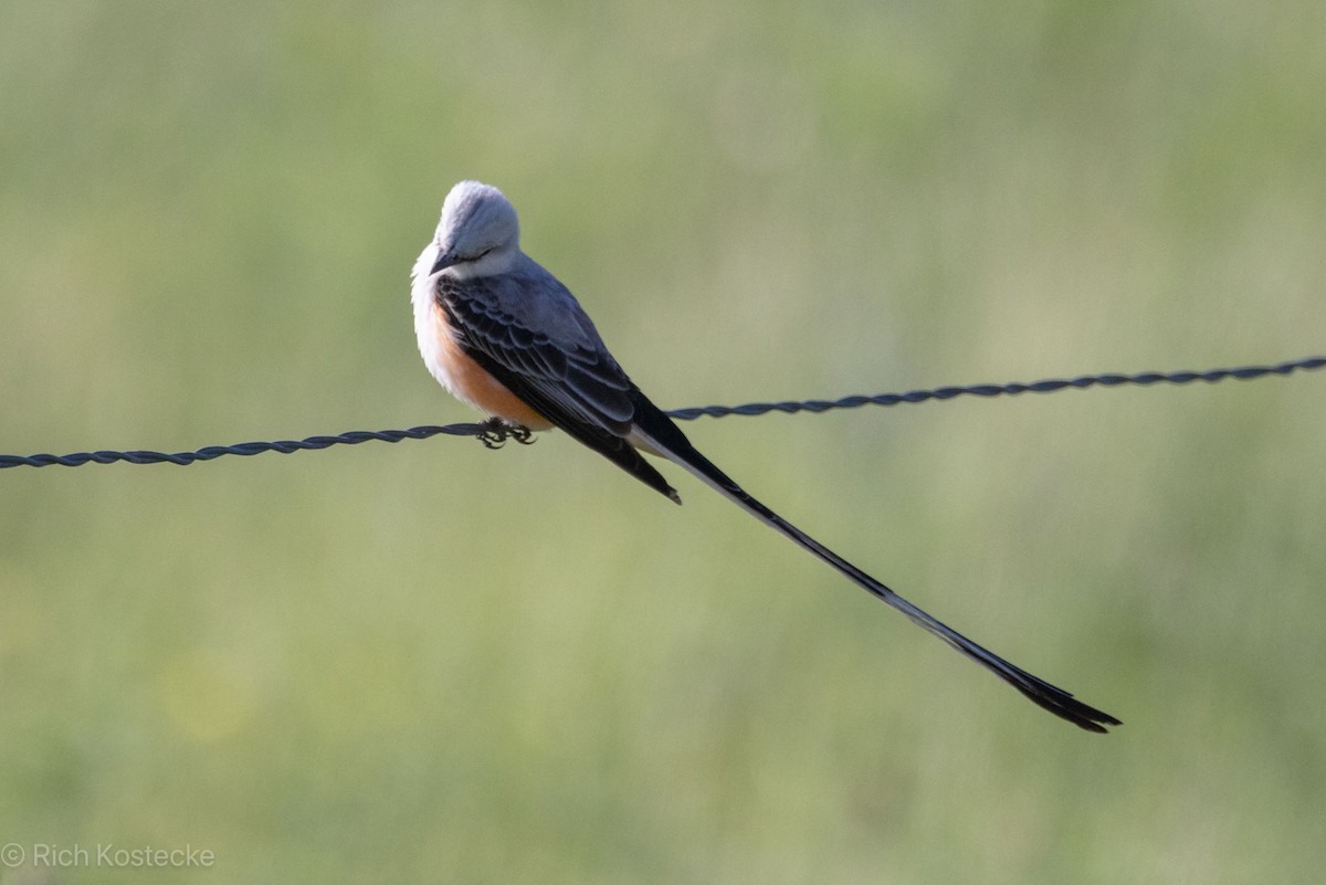 Scissor-tailed Flycatcher - Rich Kostecke