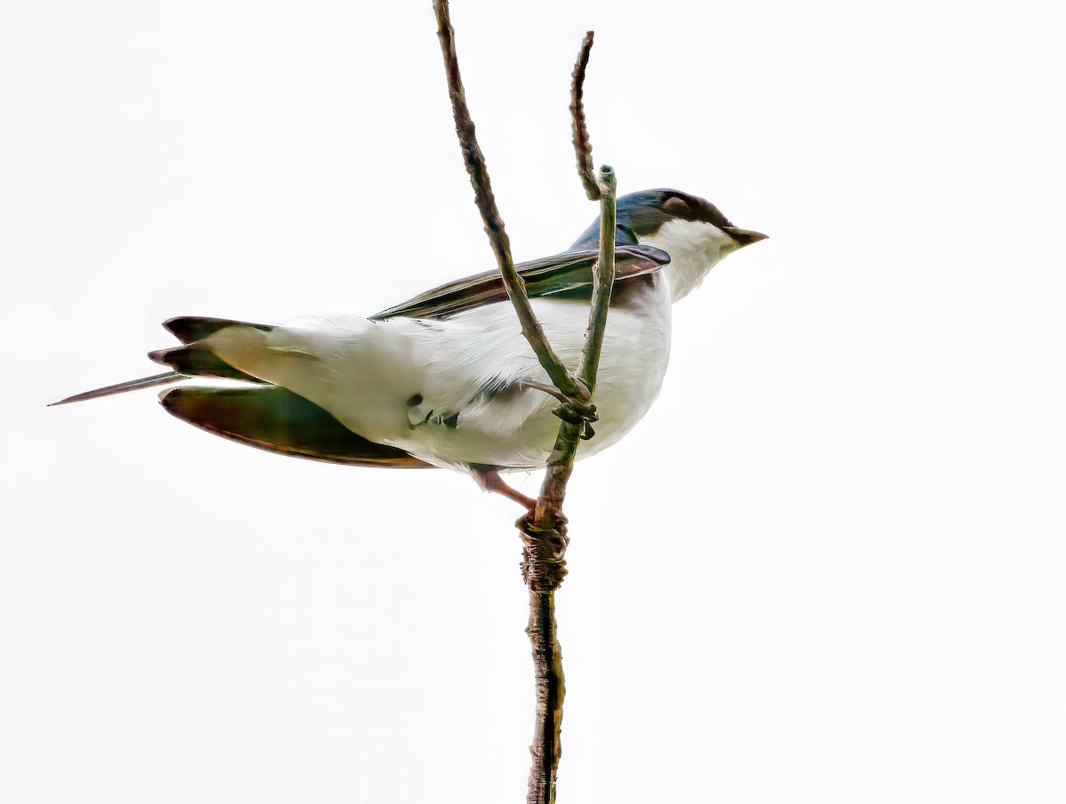 Tree Swallow - Howard Cox