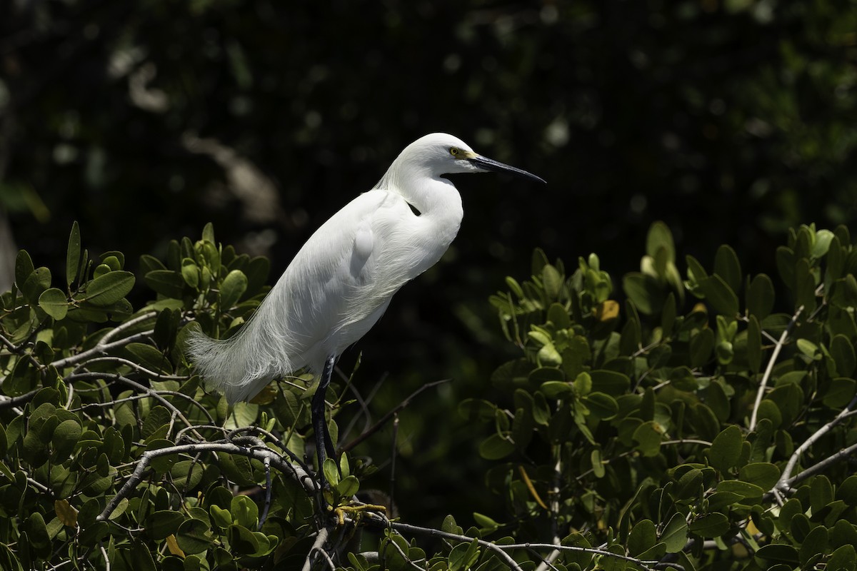 Snowy Egret - ML618054706