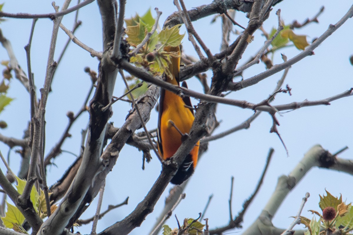 Baltimore Oriole - Yixiao Liu