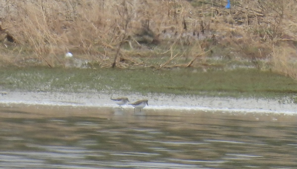 tanımsız küçük kumkuşu (Calidris sp.) - ML618054748