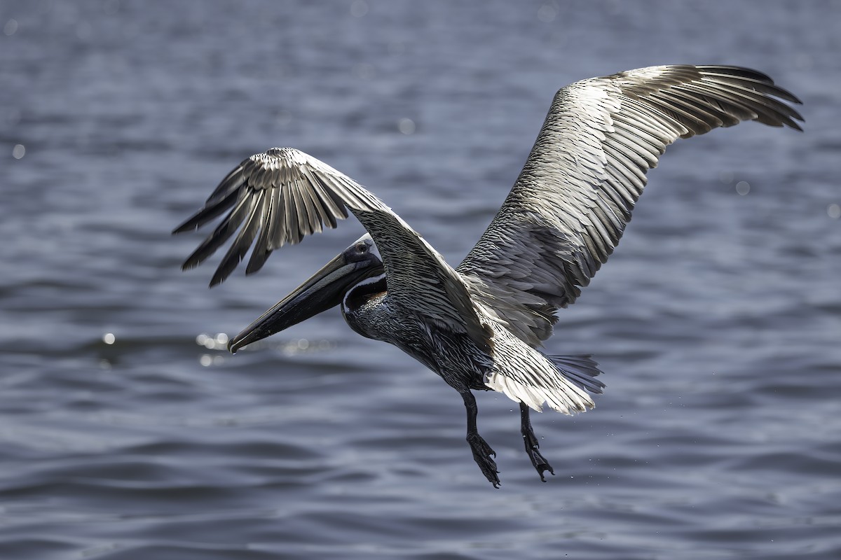 Brown Pelican - ML618054754