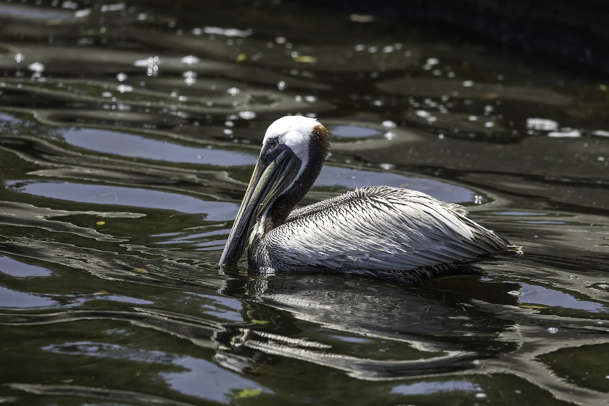 Brown Pelican - ML618054755