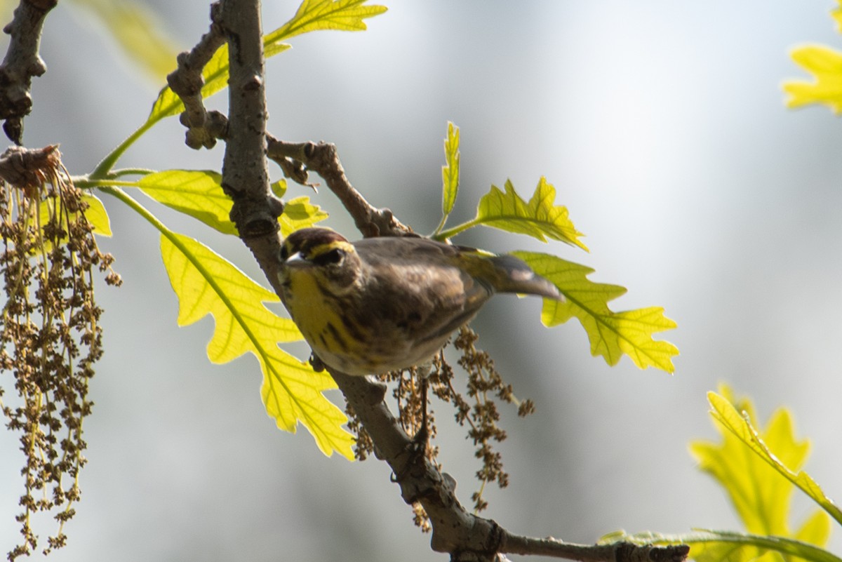 Palm Warbler - Yixiao Liu